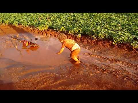 Canção da Criança   (12 de outubro, DIA DA CRIANÇA)