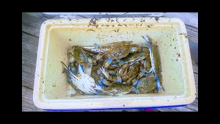 Catching Florida Blue Crabs With Chicken & Line #florida #bluecrab #fypyoutube