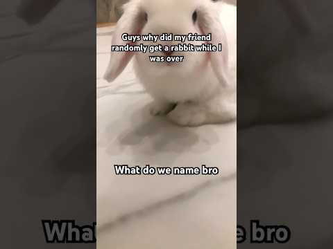 What do we name bro #bunny #rabbit #silly #ashwolf323