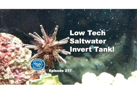 Low Tech Saltwater Invert Tank | Episode 217