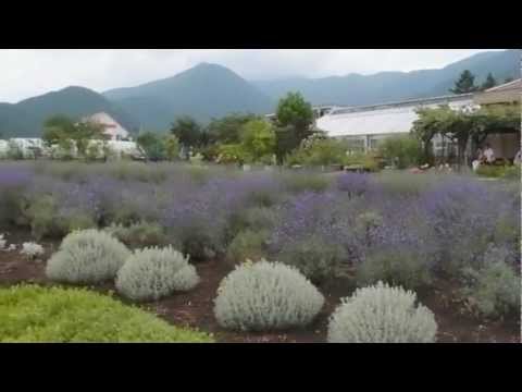 2012富士山河口湖花街道(1)-溫帶國家之夏