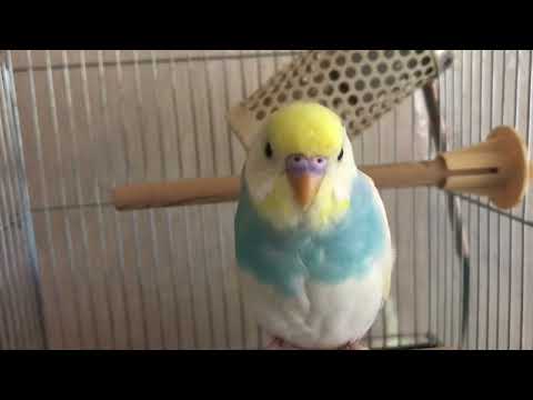 首をかしげるインコ