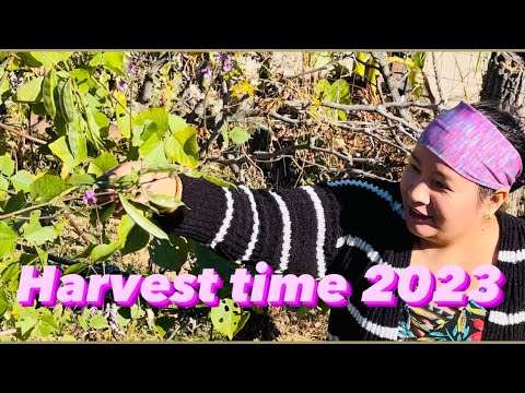 Our vegetables garden 2023