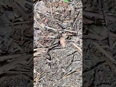 台灣最小的蛇-鉤盲蛇 Smallest Snake in Taiwan, Brahminy Blind Snake! #snake #herping #wildlife