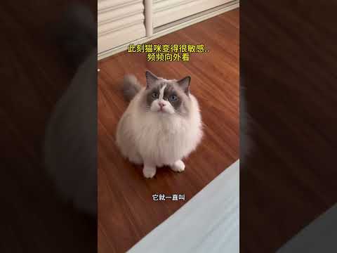 真正的危急关头还是我家猫靠谱… #萌娃和萌宠 #布偶猫