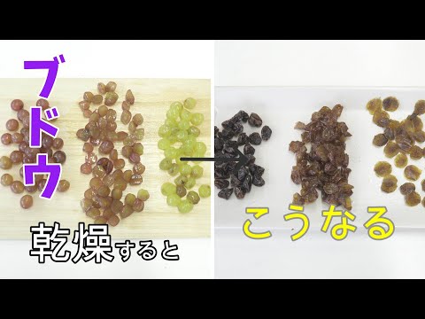 家庭用食品乾燥機でのブドウ乾燥比較、 皮あり、皮なし、半分カットの乾燥時間を検証