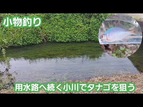 【Micro Fishing】水草が生い茂る小川でタナゴを釣る　