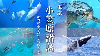 【小笠原諸島】観光でやりたいことが見つかる旅動画 父島と母島と南島へ