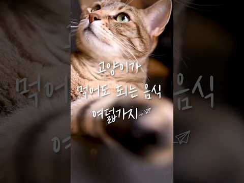 고양이가 먹어도 되는 음식 여덟가지 #cat #고양이 #catfood