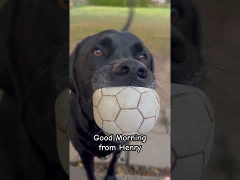 Good Morning from Henry #labrador #lablove #blacklab