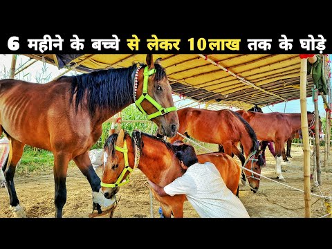 घोड़ा के व्यापार में है करोड़ों का फायदा | Horse market in india | horse mandi