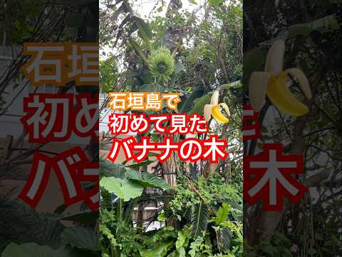 【石垣島】人生初のバナナの木🍌 #石垣島