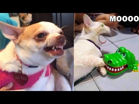 funny dog and  funny cat videos graciosos de animales perros graciosos y Gatos graciosos