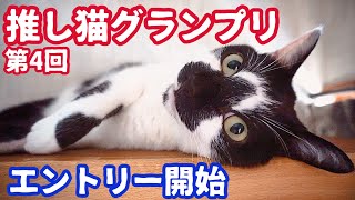 第4回#推し猫グランプリ エントリー開始しました