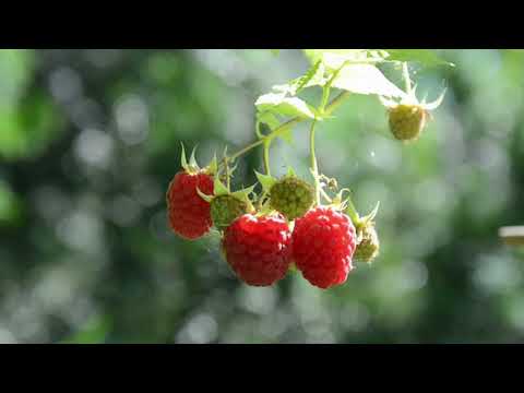 Ripe Raspberries | Copyright Free Video Footage