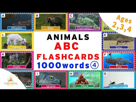 [English] Animals ABC FlashCards for Child from 1000 Dictionary For Ages2,3,4