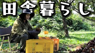 【田舎暮らし】今年も栗の季節がやってきたよ〜！【笠間の栗】【移住】