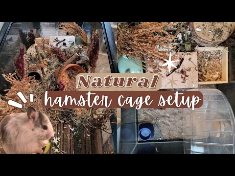 Spot cleaning my hamster's cage + new cage setup! | 🐹🌿🍄