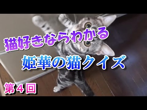 猫好きならわかる　姫華の猫雑学クイズ　第４回