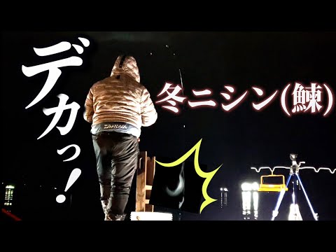 小樽！冬ニシン(鰊)到来！デカニシンも釣れましたYO～！