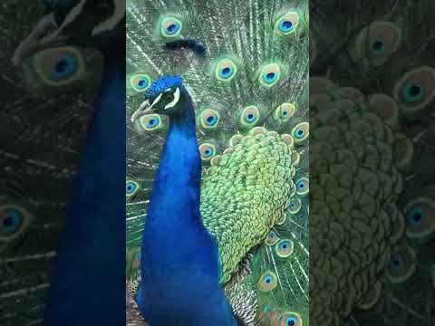 Peacock calls | Horizons_視野 | wildlife | Animals