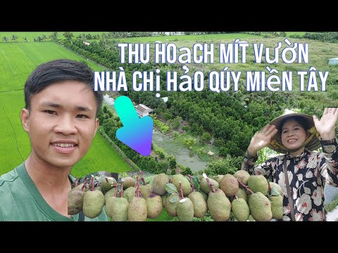 Thu Hoạch vừờn Mít Nhà Chị youtube Hảo Qúy Miền Tây  Quá Nhiều mít thái quá ngon .