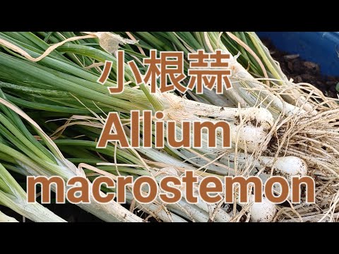 小根蒜 Allium macrostemon