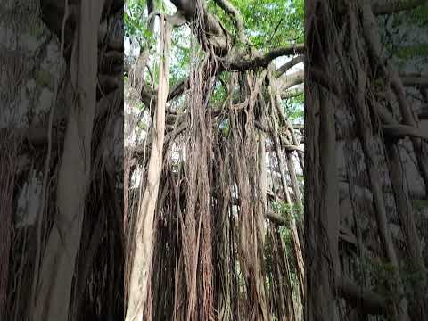 🌵元荃古道郊遊徑發現一棵奇怪的樹 #hiking #遠足