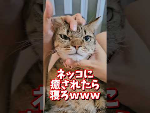 ネッコの動画で癒されたら寝ろｗｗｗ　#2ch #2chまとめ 動物スレ #2ch面白いスレ #動物 #犬 #猫 #癒やし #ねこ動画