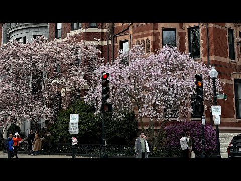 Boston in PINK 🌸 #shortsfeed #shortvideo #boston #shorts #vlog #short #travel