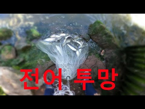 전어 투망. 가을 전어 귀하 다던데