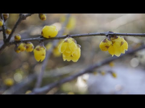 丹州観音寺の蠟梅　癒しのタイムチャンネル