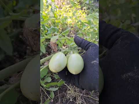 Secretos del #jardin cual es el jitomate más rico para la pizza #mexico