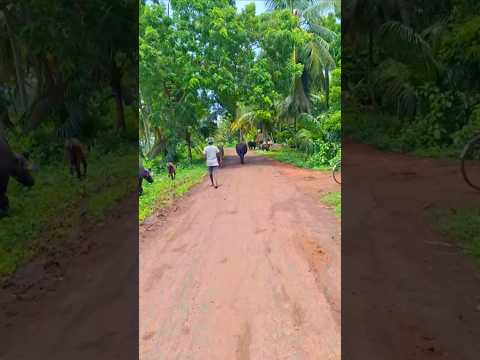 village #automobile #travel #naturalbeauty #konaseema #eastgodavari #villagevlog #viralvideo