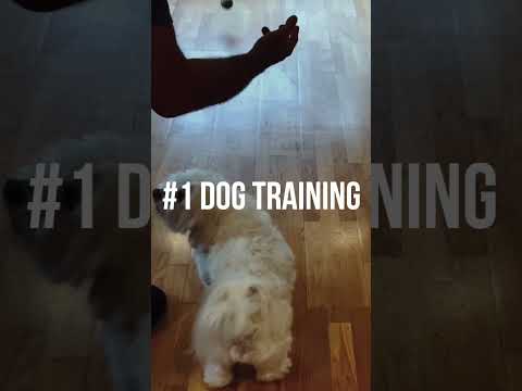 Things to do on a Sunday morning: #1 Dog training