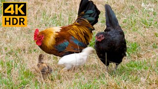 Cat TV for Cats to Watch 😺🐥 Cute birds and chickens on the farm 🐦 8 Hours(4K HDR)