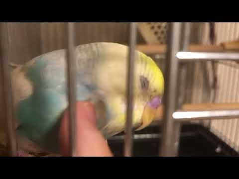 ただただインコを撫でる動画