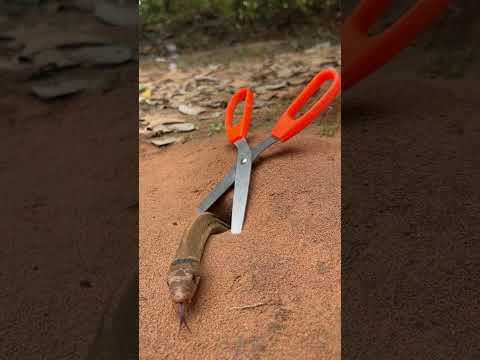 Simple Easy Snake Trap using Scissors & hole#buildsnaketrap 1