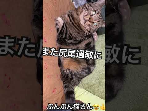 #猫のいる暮らし #ねこ動画 #cat