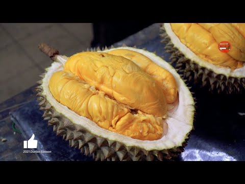 Mao Shan Wang Durian - Premium Durians from Malaysia