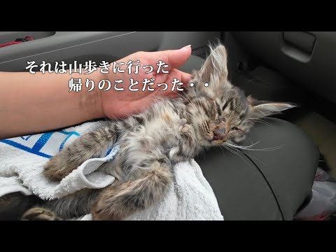 まだ生きてる？突然道路に猫が倒れていた　連れて帰る気などなかったのに・・