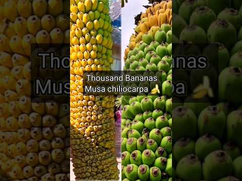 THOUSAND BANANAS MUSA CHILIOCARPA