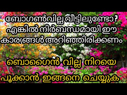 Bougainvillea Flower||കടലാസുചെടി നിറയെ പൂക്കാൻ ഉള്ള ടിപ്||subscribe me|#Bougainvillea #kadalasuchedi