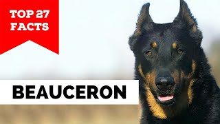 99% of Beauceron Dog Owners Don't Know This