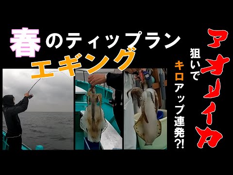 【アオリイカ】春のキロ越えはティップランエギングが正解か？（相模湾：佐島）