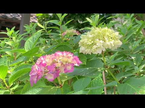 東京の自然音　～鳥のさえずり～