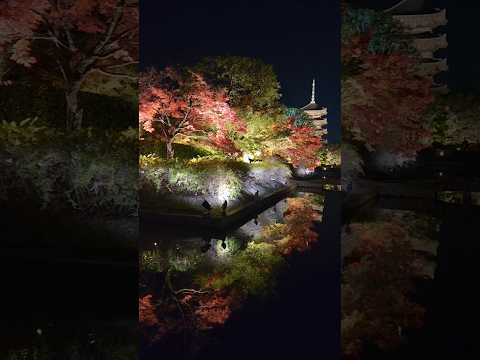 【京都紅葉】12月に入っても東寺のライトアップは綺麗なのか？　