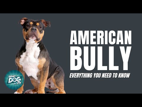 American Bully Dog Breed Guide | Everything You Need To Know