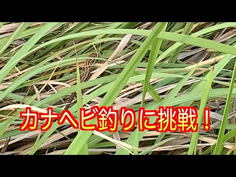 人生初！カナヘビが釣りたいんじゃ！！