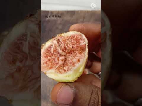 #shorts || Anjeer fruit cutting